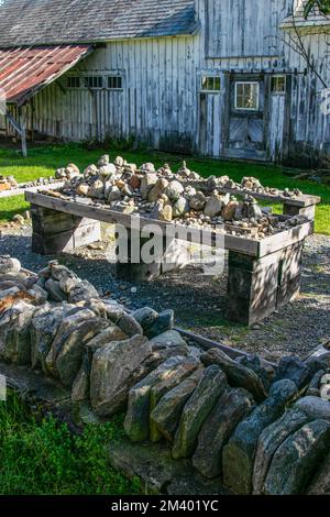 USA, Vermont, Brattleboro, Scott Farm, Landmark Trust, Steinpfeiler, Steinmauern, Unmörtel, Steinmauern, Steinmauern, Unterrichten, lernen Stockfoto