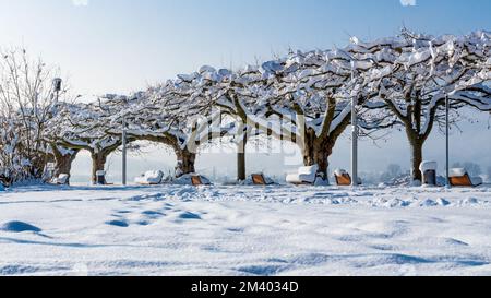 Fantastische verschneite Landschaft am Bodensee mit blauem Himmel Stockfoto