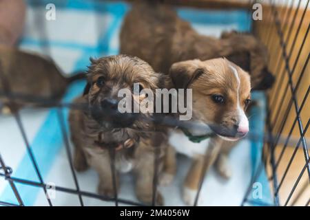 Notunterkunft für gerettete Hunde. Innenporträt von liebenswerten unschuldigen Mischlingswelpen, die auf Trainingsplatten sitzen. Durch einen schwarzen Hundekäfig geschossen. Hochwertiges Foto Stockfoto