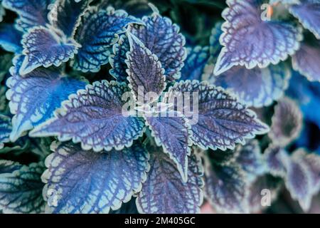 Wunderschöne farbige Blätter von Coleus Solenostemon oder Coleus Plectranthus Stockfoto