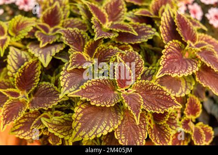 Wunderschöne farbige Blätter von Coleus Solenostemon oder Coleus Plectranthus Stockfoto