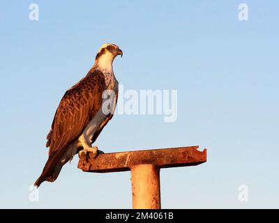 Junger Fischadler, Pandion haliaetus, hoch oben auf einer Stange im Cape Range National Park, Australien. Stockfoto