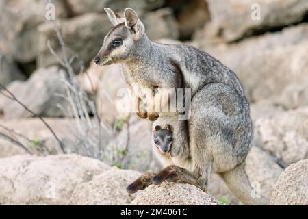 Erwachsener Schwarzfußfelsen-Wallaby, Petogale lateralis, mit joey im Cape Range National Park, Westaustralien, Australien. Stockfoto