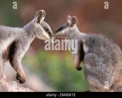 Adulte Schwarzfußfelswallabys, Petogale lateralis, im Cape Range National Park, Westaustralien, Australien. Stockfoto