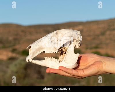 Wallaroo, Osphranter robustus erubescens, Schädel, Cape Range National Park, Westaustralien, Australien. Stockfoto