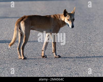 Erwachsener männlicher Dingo, Canis lupus Dingo, auf der Straße im Cape Range National Park, Westaustralien, Australien. Stockfoto