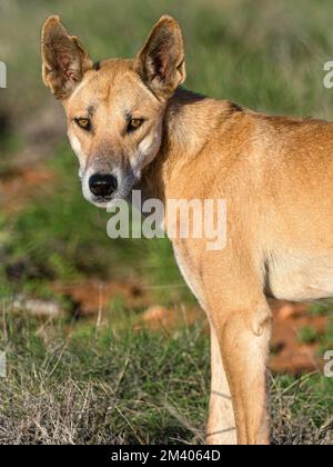 Erwachsener männlicher Dingo, Canis lupus Dingo, im Busch im Cape Range National Park, Westaustralien, Australien. Stockfoto