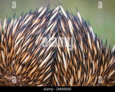 Kurzschnabel-Echidna, Tachyglossus aculeatus, im Busch, Cape Range National Park, Westaustralien, Australien. Stockfoto