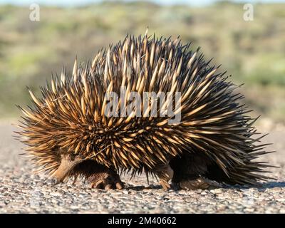 Kurzschnabel-Echidna, Tachyglossus aculeatus, über die Straße, Cape Range NP, Westaustralien, Australien. Stockfoto