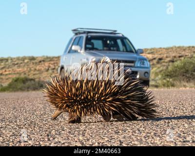 Kurzschnabel-Echidna, Tachyglossus aculeatus, über die Straße, Cape Range NP, Westaustralien, Australien. Stockfoto