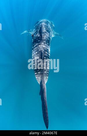 Weiblicher Junghai, Rhincodon typus, mit Anhänger, Ningaloo Reef, Westaustralien, Australien. Stockfoto