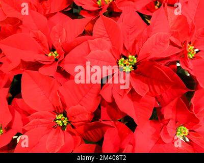 Poinsettia - Nahaufnahme Stockfoto