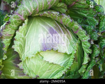 Savoy Cabbage – Nahaufnahme Stockfoto