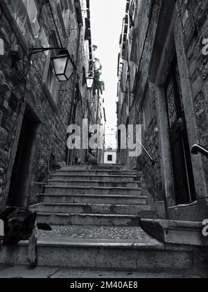 Eine vertikale Graustufenaufnahme eines streunenden Hundes, der auf einer Treppe zwischen alten Wohngebäuden sitzt Stockfoto