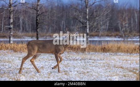 Junger Mann während der Rutsche im Norden von Wisconsin. Stockfoto