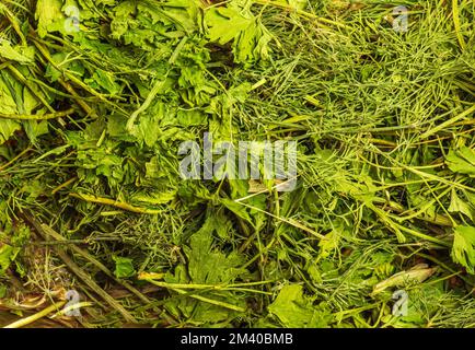 Getrockneter gehackter Dill und Petersilienblätter als natürlicher Hintergrund. Gewürze. Gesundes Lebensmittelkonzept. Stockfoto