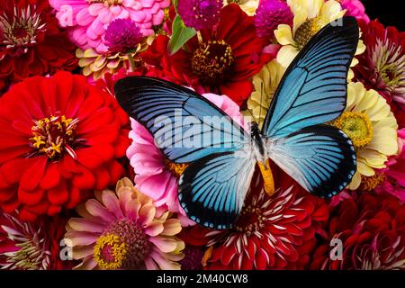 Großer Blauer Schmetterling Auf Zinnias Stockfoto