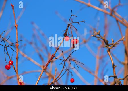 Reife rote Viburnum-Beeren auf den Zweigen vor dem blauen Himmel. Bush viburnum im Winter. Viburnum opulus wird in der Medizin und beim Kochen angewendet. Stockfoto