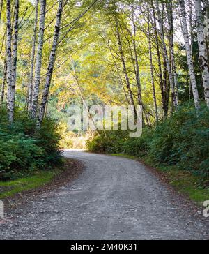 Landstraße, die bei Sonnenaufgang durch den sommerlichen Laubwald führt. Morgenlicht fällt auf eine Waldstraße. Landstraße, grünes Gras und Birkenwald. Nobod Stockfoto