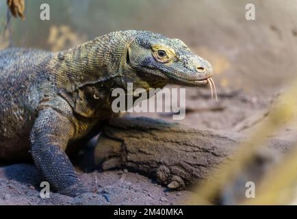 PRODUKTION - 09. Dezember 2022, Hessen, Frankfurt/Main: Ein Komodo-Drache sitzt in seinem Terrarium. Der Zoo in der Hauptmetropole hat mit steigenden Energiekosten zu kämpfen. (Zu dpa 'viele Zootiere mögen es heiß - Zoos können nur begrenzt Energie sparen') Foto: Andreas Arnold/dpa Stockfoto
