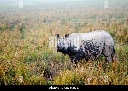 Nashörner sind die Hauptattraktion im Kaziranga-Nationalpark Stockfoto