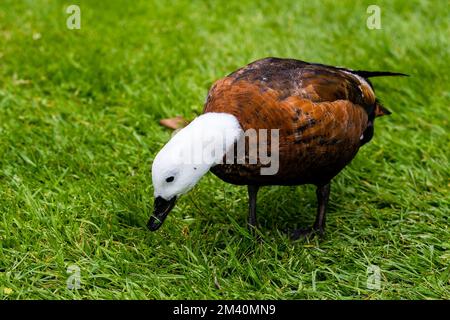 Weiblicher Paradies-Shelduk in Neuseeland Stockfoto