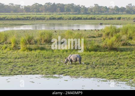 Nashörner sind die Hauptattraktion im Kaziranga-Nationalpark Stockfoto