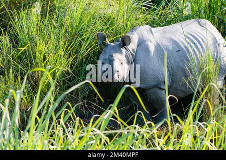 Nashörner sind die Hauptattraktion im Kaziranga-Nationalpark Stockfoto