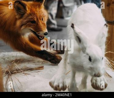 Roter Fuchs jagt weißen Hasen. Installation oder Nachahmung von Raubtierjagd. Ausgestopfte Tiere getötet. Stockfoto