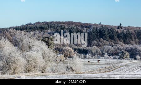 Winterlandschaft: Zwei Pferde grasen auf einer Wiese im niedrigen Gebirgszug Eifel in Deutschland, Europa. Stockfoto