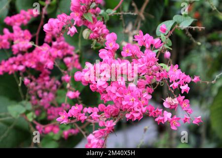 Rosa Polygonaceae Blume Nahaufnahme Fokus auf Vordergrund, keine Menschen, essbare Blume Stockfoto