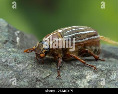 Nahaufnahme eines zehn-säumigen Junikäfers (Polyphylla decemlineata), der auf einem Felsen ruht Stockfoto