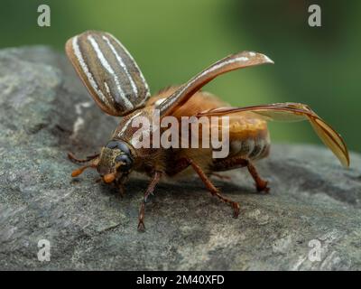 Seitenansicht eines zehn-säumigen Junikäfers (Polyphylla decemlineata) mit seinen harten Vorderflügeln (Elytra), die angehoben sind, und Flügeln, die sich entfalten Stockfoto