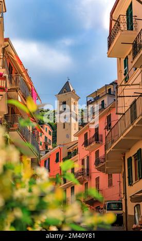 Traditionelle farbenfrohe Häuser und Jasminblüten auf einer Straße in der Altstadt mit Blick auf Chiesa di San Lorenzo, Manarola in Cinque Terre, Italien Stockfoto