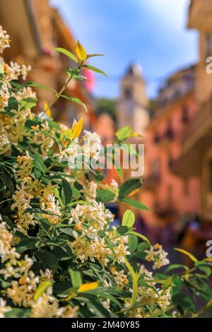 Traditionelle farbenfrohe Häuser und Jasminblüten auf einer Straße in der Altstadt mit Blick auf Chiesa di San Lorenzo, Manarola in Cinque Terre, Italien Stockfoto