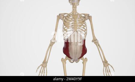 Der Innere Oblique Musculus Stockfoto