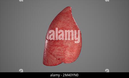 Anatomische Darstellung des Renderings „Right Lung.3D" (Rechte Lunge.1) Stockfoto