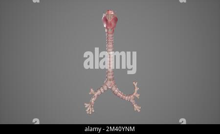 Anatomische Darstellung der Trachea Stockfoto
