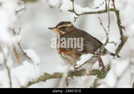 Ein Rotflügel, Turdus iliacus, der an einem kalten Wintertag auf einem Baum mit Schnee bedeckt sitzt. Stockfoto