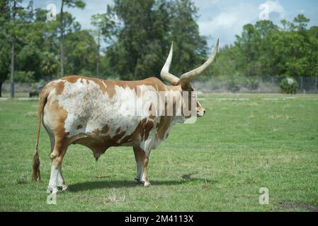 Ein erwachsener Texas Longhorn Bulle, der an einem sonnigen Tag auf dem grünen Gras auf einem Feld steht Stockfoto