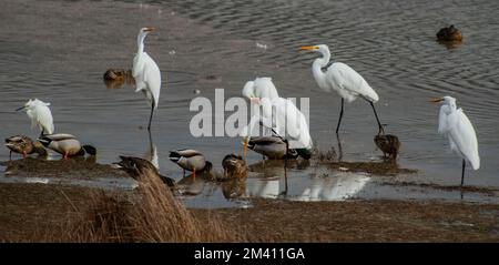 Ein Tanz mit Kranichen und Watenten in einem Süßwasserteich auf dem Birdwalk Intracoastal Trail in Bodega Bay, CA. Stockfoto