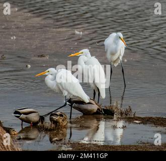 Drei große weiße Kräne und drei Enten hängen in einem Süßwasserteich auf dem Birdwalk Intracoastal Trail in Bodega Bay, CA. Stockfoto