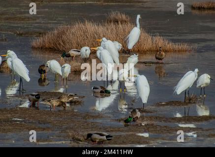 Ein Tanz mit Kranichen und Watenten in einem Süßwasserteich auf dem Birdwalk Intracoastal Trail in Bodega Bay, CA. Stockfoto