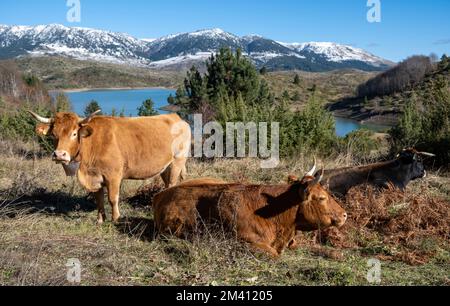Zwei Kühe lagen auf einem Feld, eine starrte in die Kamera. See Wasser und schneebedeckte Berge Hintergrund, blauer Himmel, sonniger Tag. Viehbestand in Griechenland. Stockfoto