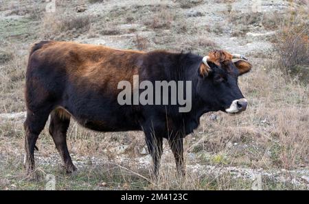 Bullenbraun, schwarze Farbe, Hornkuh grast auf dem Feld, Seitenansicht. Landwirtschaft und Viehzucht Stockfoto