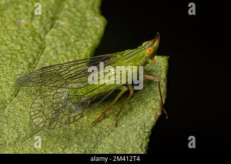 Adulter Dictyopharid Planthopper-Insekt der Familie Dictyopharidae Stockfoto