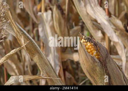 Maisstängel und Ohren auf dem Feld Ende oktober Stockfoto