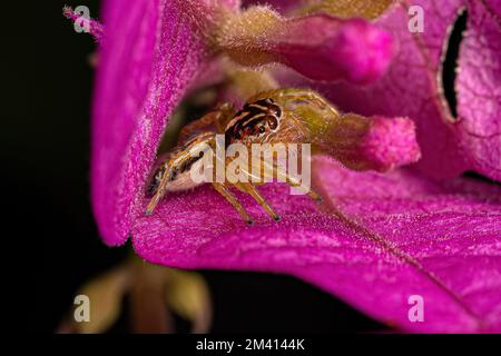 Kleine Spinne der Gattung Frigga Stockfoto