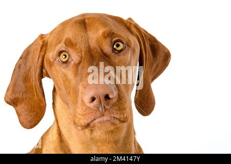 Niedliches ungarisches vizsla Hund Vorderansicht Studio-Porträt. Hund schaut auf Kamera Headshot isoliert über weißem Hintergrund. Stockfoto