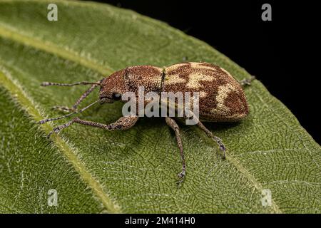 Adulter Breitnasen-Weevil des Stammes Naupactini Stockfoto